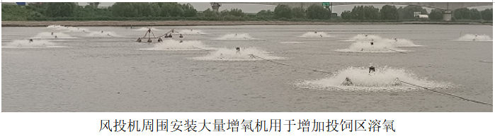 風投機周圍安裝大量增氧機用于增加投飼區溶氧.png 風投機周圍安裝大量增氧機用于增加投飼區溶氧.png
